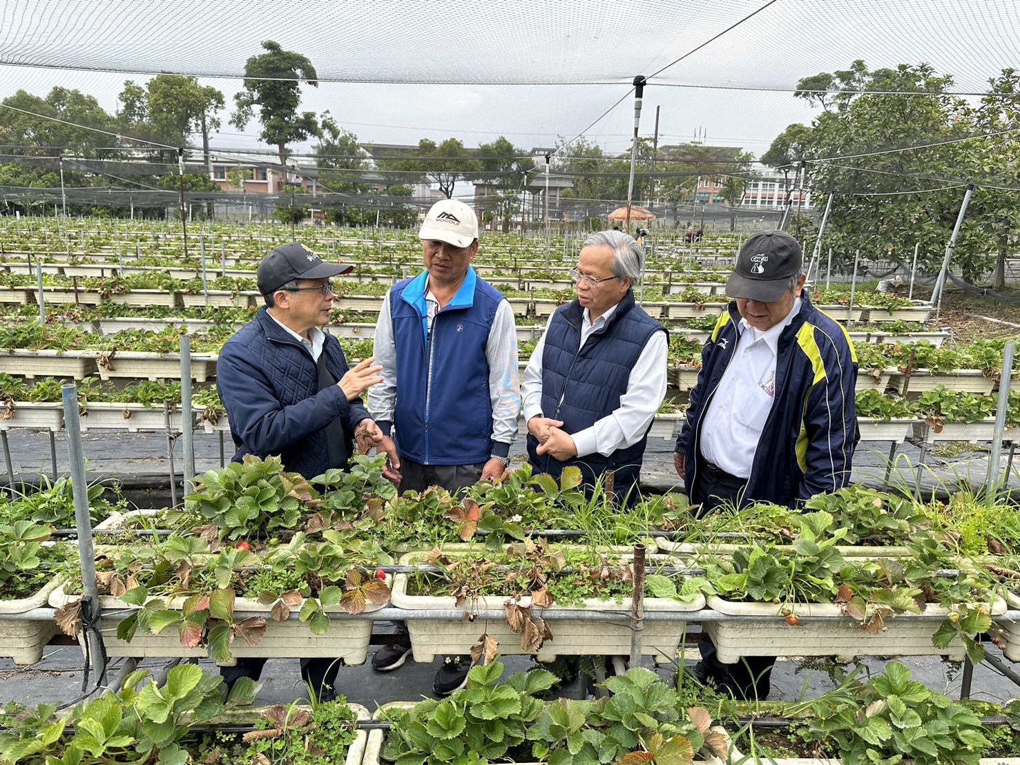 台茂肥料用於草莓炭疽病防治及作物害物整合性管理